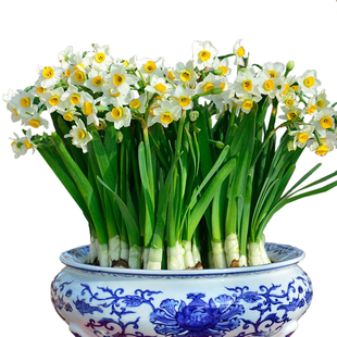 正宗漳州水仙花种球水培冬季重瓣花卉室内盆栽水养植物球根年宵花