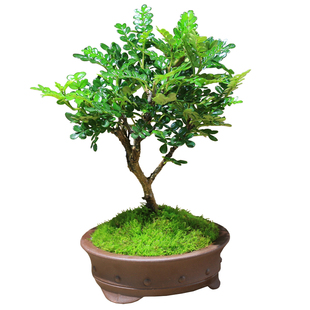 清香型胡椒木盆栽带香味室内绿植蛋糕装饰驱蚊草净化空气迷你绿植