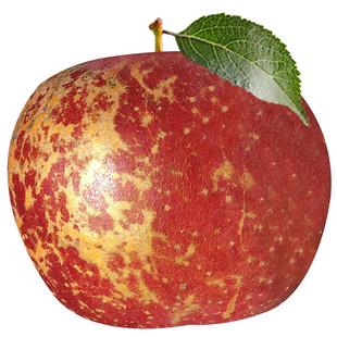 丑苹果冰糖心大凉山苹果糖心丑苹果水果当季整箱脆甜盐源四川红富