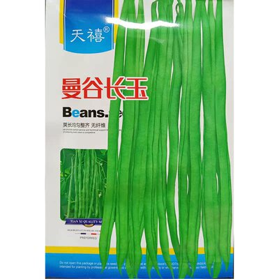 曼谷长玉长荚四季豆种子