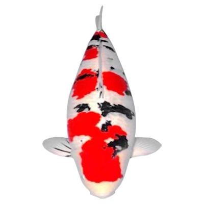 四条一组纯种日系大正三色锦鲤鱼鱼苗大型鱼活体包邮包活观赏好养