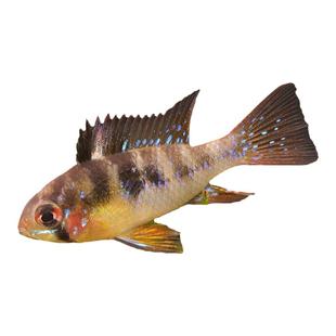 鱼官儿荷兰凤凰桃心金波子蓝波子荷兰凤球短鲷观赏鱼玻利维亚凤凰