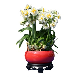 (处理单瓣复瓣花王雕刻水仙花)包开花冬季盆栽水培花卉花香四溢