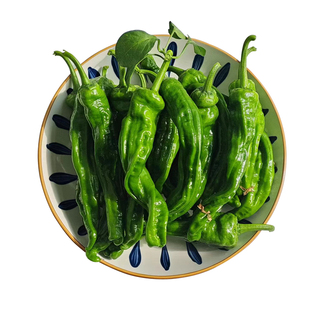 枣庄薄皮辣椒新鲜小皱皮螺丝椒虎皮青椒辣子鸡本地土辣椒现摘特辣