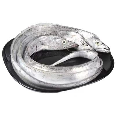 带鱼新鲜冷冻海钓整条鱼鳞完整