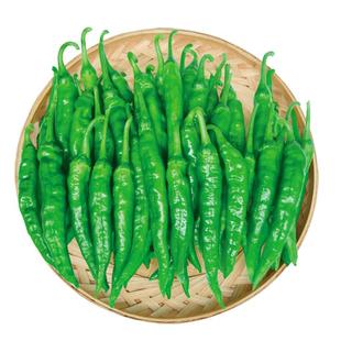 正宗樟树港椒种子薄皮辣椒种籽春秋四季余干椒湖南青椒下饭蔬菜孑