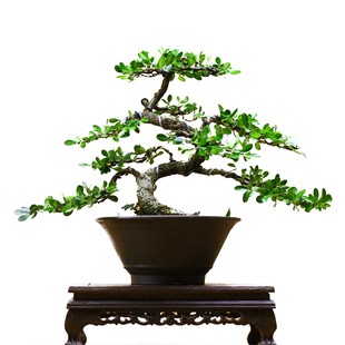 造型小叶瓜子黄杨老桩盆景室内四季常青办公居家送礼耐寒耐冻绿植