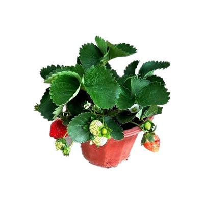 草莓苗盆栽四季奶油草莓苗