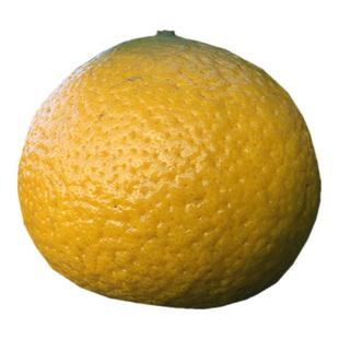 建阳桔柚新鲜水果甜橘柚当季孕妇桔子非庆元会昌礼盒装大果包邮