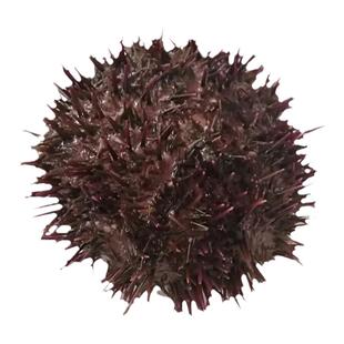 大连海鲜刺锅黄金胆黑紫胆小平岛海刺猬新鲜即食刺身鲜活马粪海胆