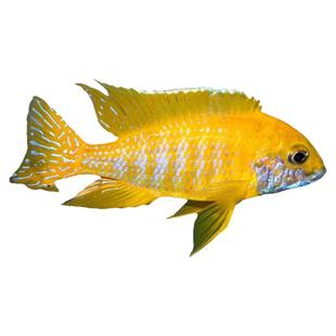 三湖慈鲷鱼大号高级观赏鱼好养耐活大鱼特级孔雀类火焰红蓝宝石鱼