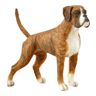 【88936拳师犬】CollectA官方授权正版动物模型早教玩具