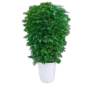 【包成活】幸福树丛生大型绿植室内乔迁花卉盆栽好养易活四季常青