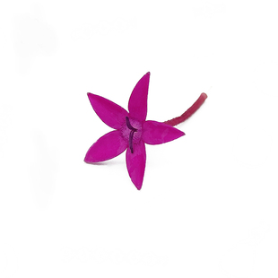 新鲜五星花 约60/盒 繁星花酒店西餐日料冷艺甜品点缀摆盘装饰