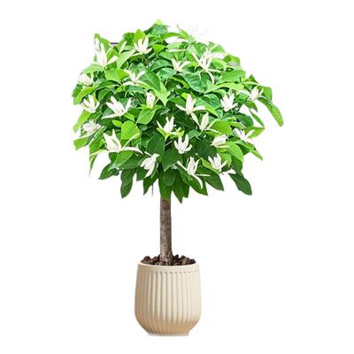 白玉兰花树苗盆栽带花苞