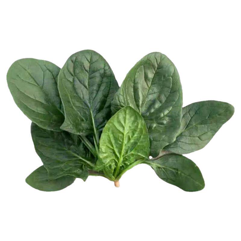 河南现挖蔬菜趴地菠菜新鲜矮脚土菠菜露天霜冻打红根新鲜波菜青菜