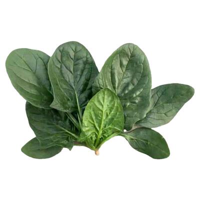 河南现挖蔬菜趴地菠菜新鲜矮脚土菠菜露天霜冻打红根新鲜波菜青菜