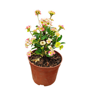 稀有新品种虎刺梅中花铁海棠盆栽阳台四季花卉耐晒绿宝星条旗五彩