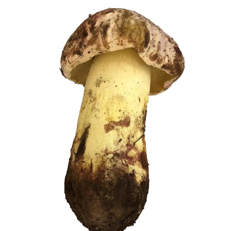现货新鲜野生白葱牛肝菌500g蘑菇云南黄见手青野生小美白牛肝菌子