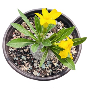 【快乐植得】惠比大黑多肉室内植物黑比大 阳台多肉植物盆栽