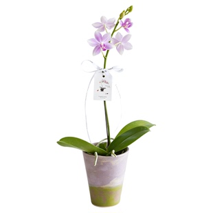 DOLV 豆绿 紫水仙蓝宝石水晶蝴蝶兰洋兰花期长新家送礼开花盆栽