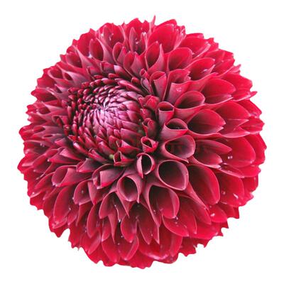 大丽花球根盆栽庭院种子四季