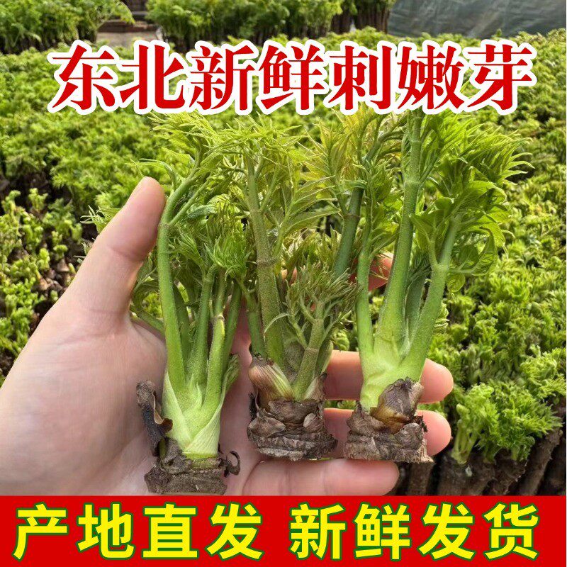 【东北头茬刺嫩芽】东北新鲜刺嫩芽山野菜刺龙芽刺老芽