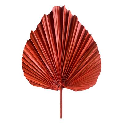 刷漆蒲扇干花手工制作幼儿园