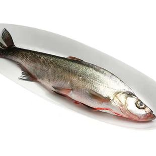 密山淡水鱼类兴凯湖大白鱼东北特产黑龙江淡水鱼类鲜活三花五罗鱼