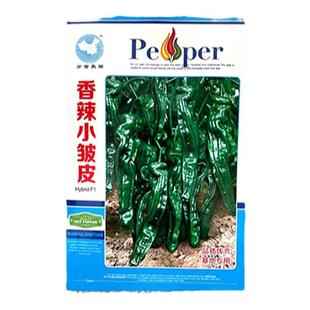 香辣小皱皮辣椒种子青辣椒青椒种子蔬菜籽高产早熟抗病强