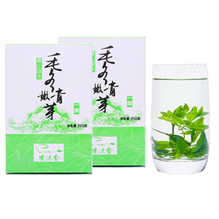 2025年云南野生毛冬青嫩芽茶叶正品展会青山绿水小叶苦丁一级新茶