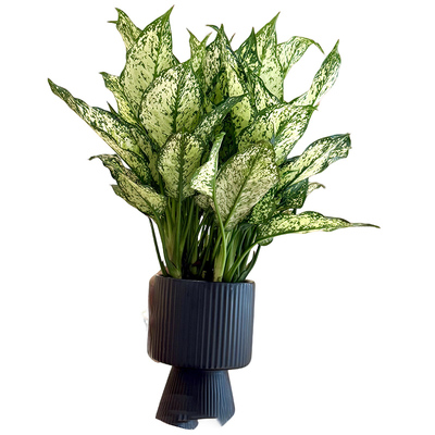 翡翠皇后万年青盆栽桌面好养绿植