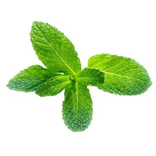 新鲜薄荷叶500g留兰香可食用香料清凉茶饮烘焙点缀莫吉托调酒装饰