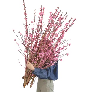 桃花枝水培植物红梅干枝带花苞水养鲜切花卉高级感真干花花束摆件