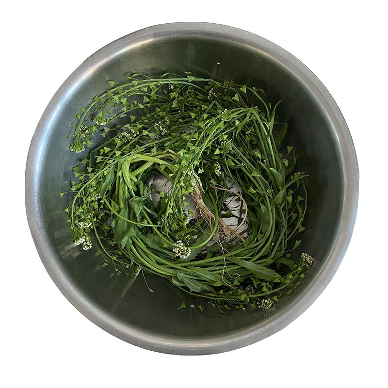 秦岭野生晒干老荠菜今年新货