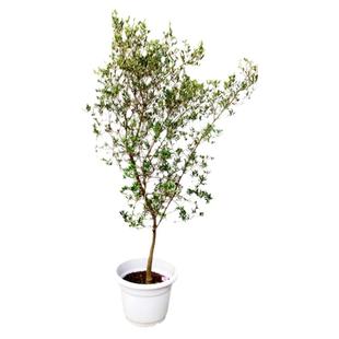 一物一拍油橄榄树盆栽大型绿植高级灰庭院花园造景室外露台西班牙