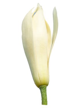 海蒂的花园黄葛兰黄角兰白兰花四川本土植物耐热香味花卉树苗盆栽