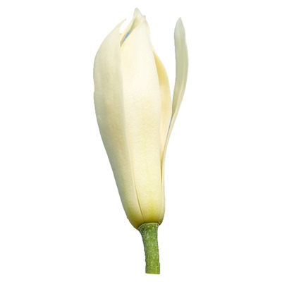 海蒂的花园黄葛兰黄角兰白兰花四川本土植物耐热香味花卉树苗盆栽