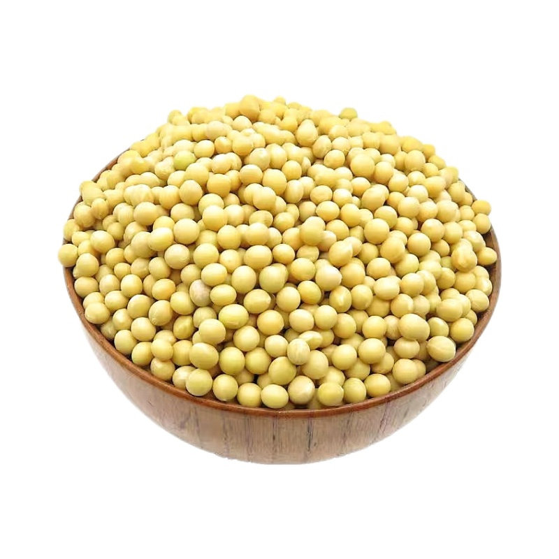 发芽黄豆专用生豆芽当季新豆芽豆