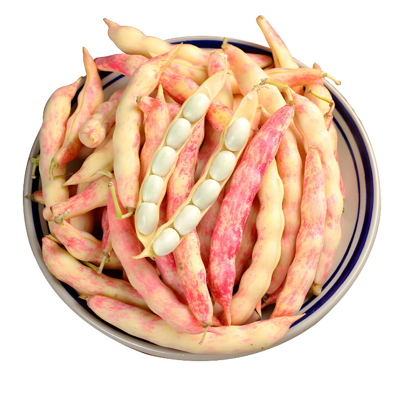 黄金钩油豆角种子蔬菜种子