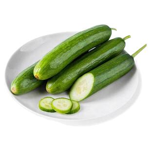 燎原水果黄瓜无刺小黄瓜青瓜绿色蔬菜生吃脆新鲜孕妇宝宝2斤包邮
