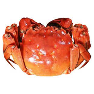 全母苏州螃蟹鲜活大闸蟹礼盒装全母蟹新鲜河蟹8-12只可公母蟹湖蟹