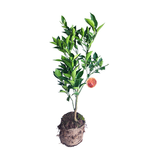 塔罗科血橙树苗 嫁接苗四川资中可选带果树果苗木赣南脐橙树 成森