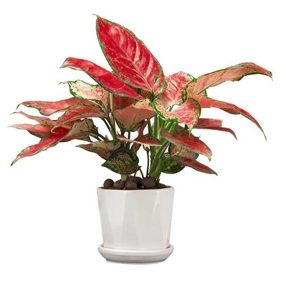 吉利红盆栽植物室内四季好养