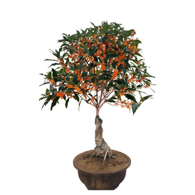 四季开浓香型嫁接桂花老桩