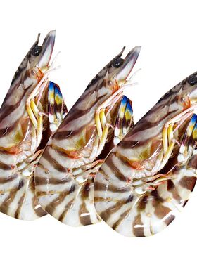 昌鲜园野生竹节虾海捕虾7-9只/斤