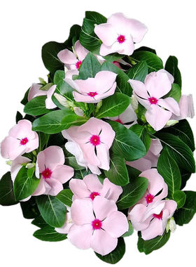 长春花盆栽日日春常春花带花苞