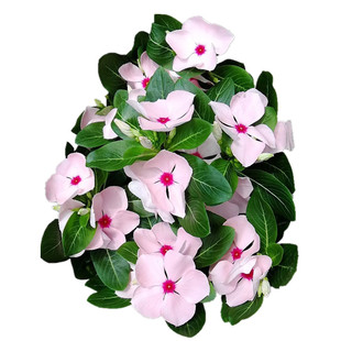 长春花盆栽日日春常春花带花苞常开花不断多色选择室内阳台花卉