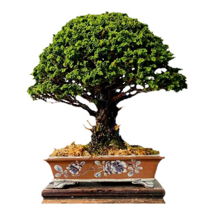 日本原生进口精品长青石化桧植物老桩盆景素材四季常青稀有柏树