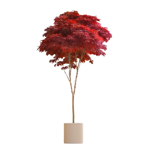 红枫树盆栽树苗红枫叶老桩盆景室内庭院大型植物客厅落地绿植耐寒